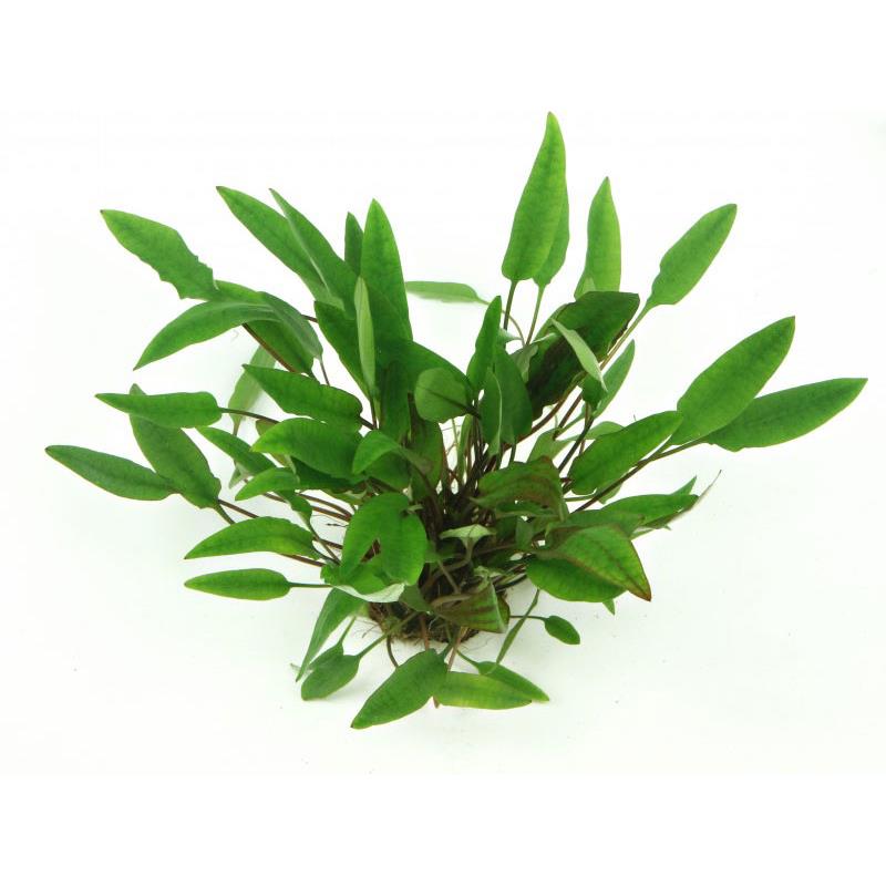 Dennerle Cryptocoryne Affinis - imagine 4